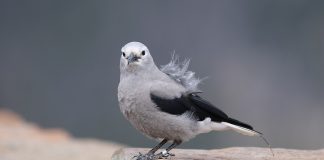 Păsări înrudite cu ciorile - Alunarul lui Clark (Nucifraga columbiana)