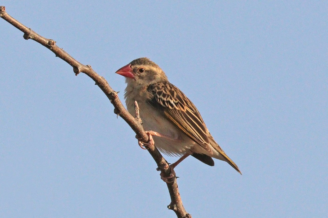 Quelea cu cioc roțu