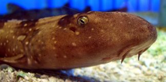 Rechinul Chiloscyllium plagiosum, preferă zonele stâncoase