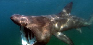 Rechinul-pelerin (Cetorhinus maximus), al doilea cel mai mare pește din lume