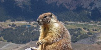 Rozătoare de tipul veverițelor - Marmota cu burta galbenă (Marmota flaviventris)