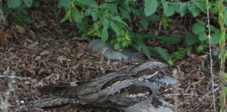 Rândunica de noapte europeană (Caprimulgus europaeus)