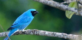 Rândunica tanager (Tersina viridis), trăiesc în stoluri