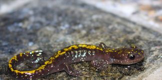 Salamandra cu degete lungi (Ambystoma macrodactylum), o specie care se înrudește cu amfibienii