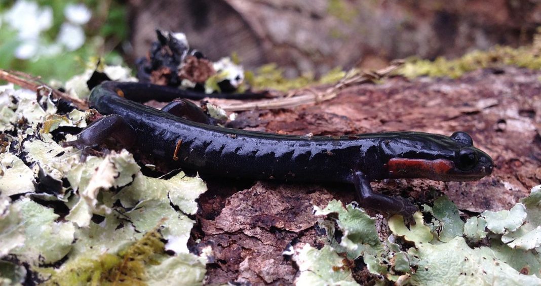 Salamandra lui Jordan (Plethodon jordani) sau salamandra cu obraji roșii