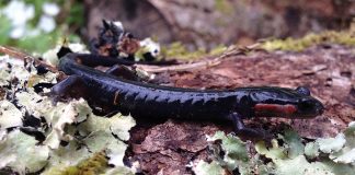 Salamandra lui Jordan (Plethodon jordani) sau salamandra cu obraji roșii