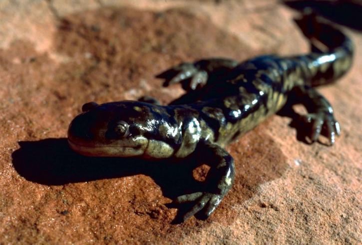 Salamandra lui Jordan