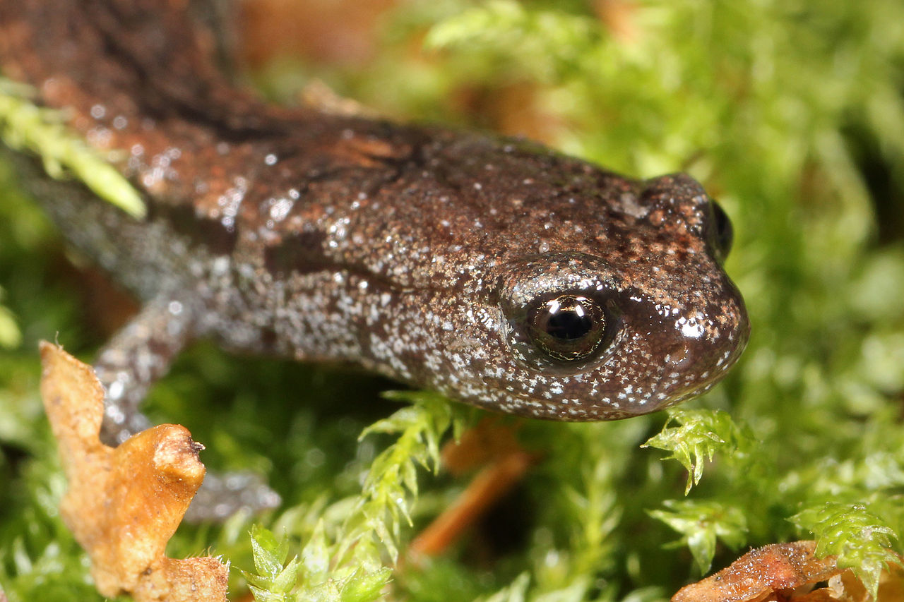 Salamandra subțire de California (Batrachoseps attenuatus)