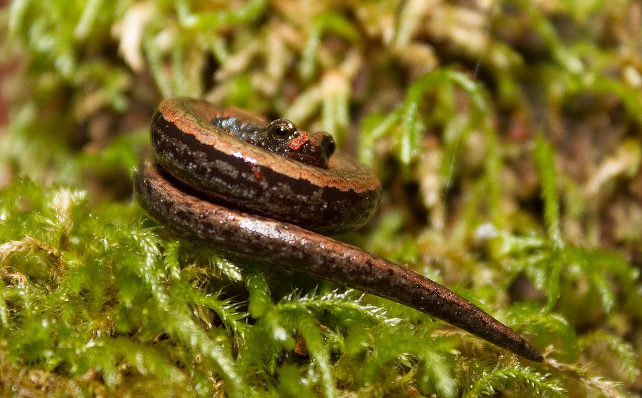 Salamandra subțire de California