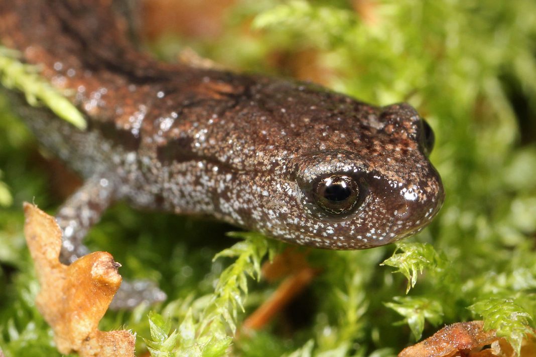 Salamandra subțire de California (Batrachoseps attenuatus)