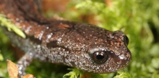 Salamandra subțire de California (Batrachoseps attenuatus)