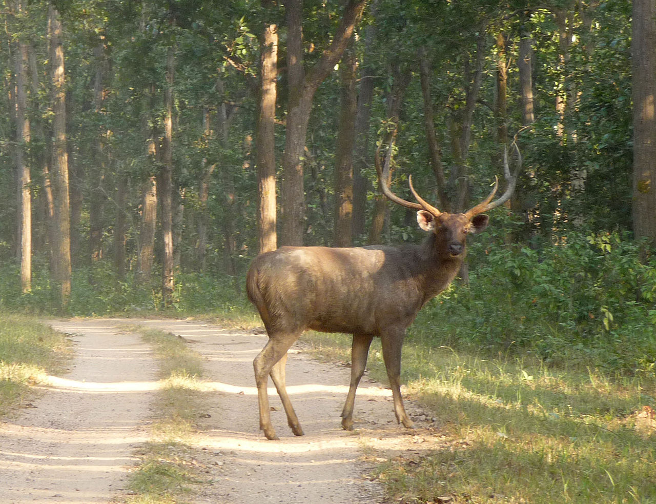 Sambarul (Cervus unicolor), un mamifer copitat din Asia care a fost mult timp vânat