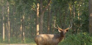 Sambarul (Cervus unicolor), un mamifer copitat din Asia care a fost mult timp vânat