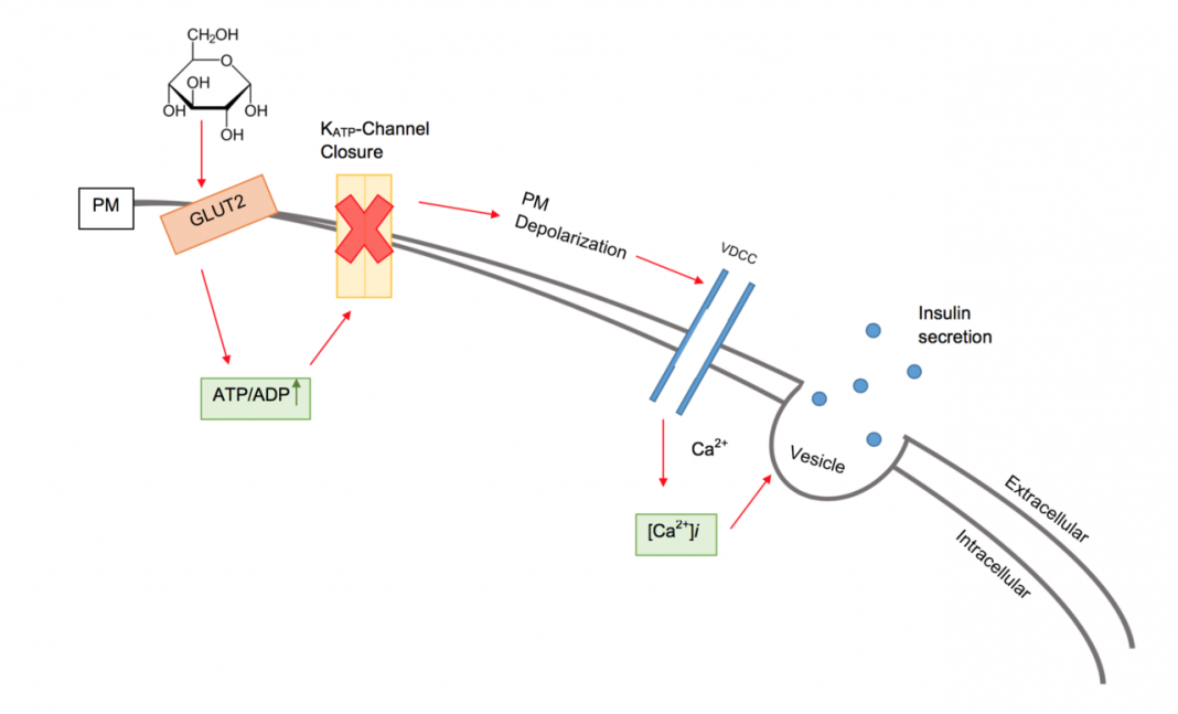 exces de serotonina exces de serotonina