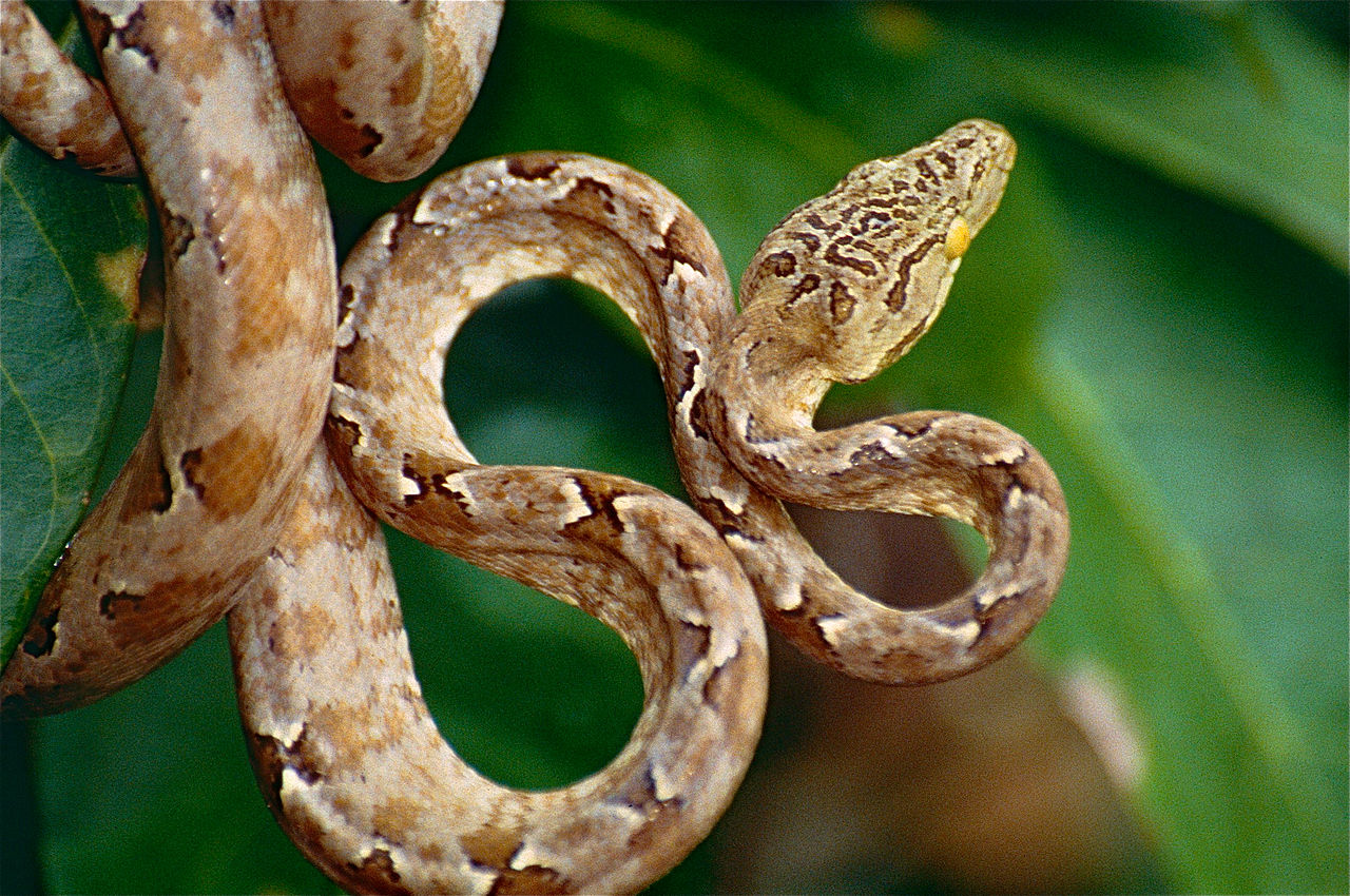 Specii de șarpe - Boa amazonian de copac (Corallus hortulanus)