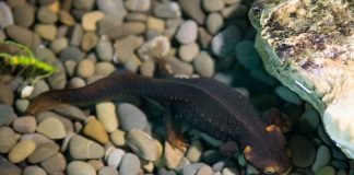 Specii de animale amfibii - Tritonul-crocodil (Tylototriton verrucosus)