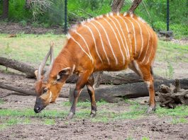 Specii de antilope - Bongo (Tragelaphus euryceros), vezi video
