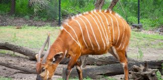 Specii de antilope - Bongo (Tragelaphus euryceros), vezi video