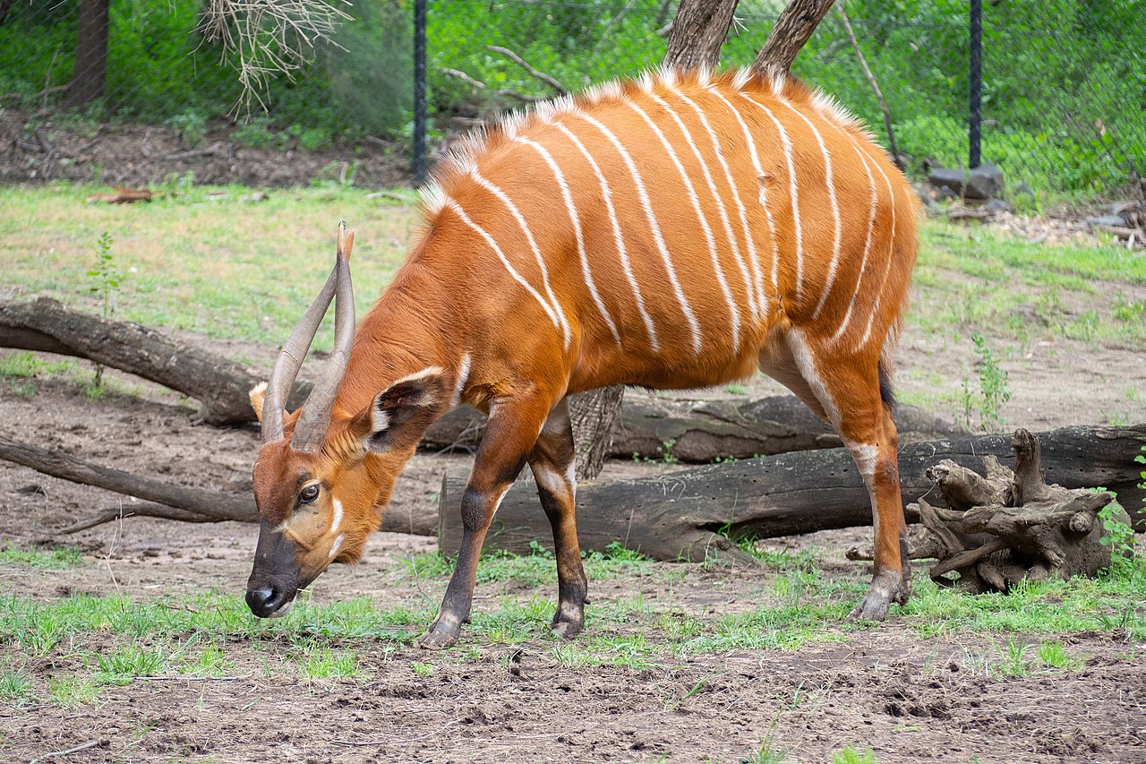 Specii de antilope - Bongo (Tragelaphus euryceros), vezi video