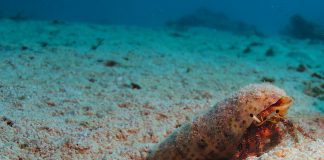 Specii de crabi-eremit, află totul despre ele