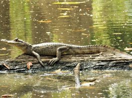 Specii de crocodili - Caimanul cu ochelari (Caiman crocodilus)