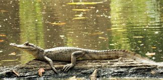 Specii de crocodili - Caimanul cu ochelari (Caiman crocodilus)