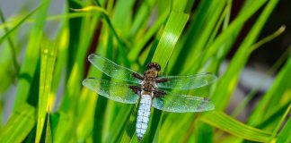 Specii de libelule-săgeată, descoperă totul despre ele