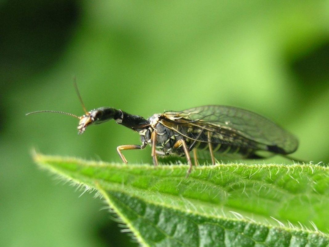 Specii de muște-șarpe, aparțin familiei Raphidiidae
