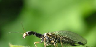 Specii de muște-șarpe, aparțin familiei Raphidiidae