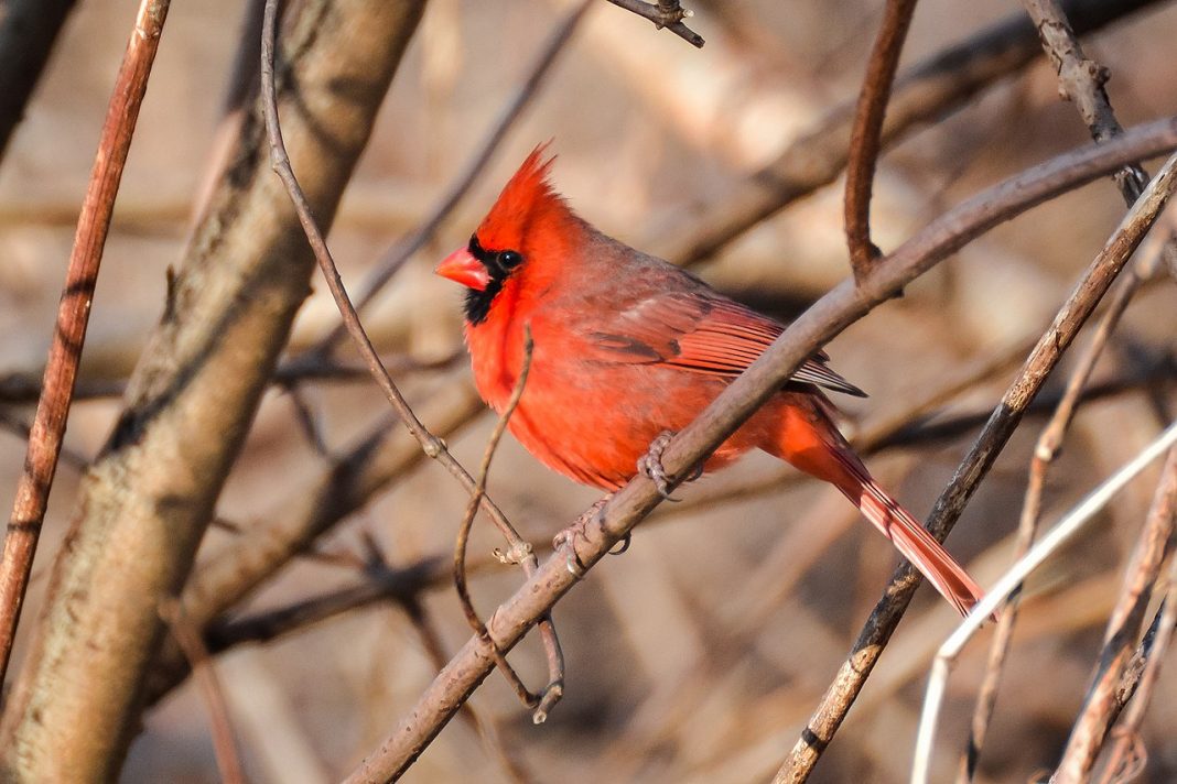 Specii de păsări - Cardinalul comun (Cradinalis cardinalis)