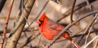 Specii de păsări - Cardinalul comun (Cradinalis cardinalis)