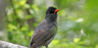 Specii de păsări bulbuli, păsări foarte gălăgioase