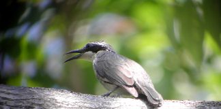 Specii de păsări cântătoare – Scorțarul filipinez