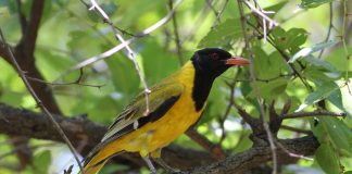 Specii de păsări din Africa - Grangurul cu cap negru (Oriolus larvatus)