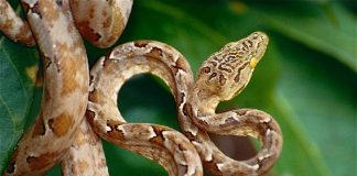 Specii de șarpe - Boa amazonian de copac (Corallus hortulanus)