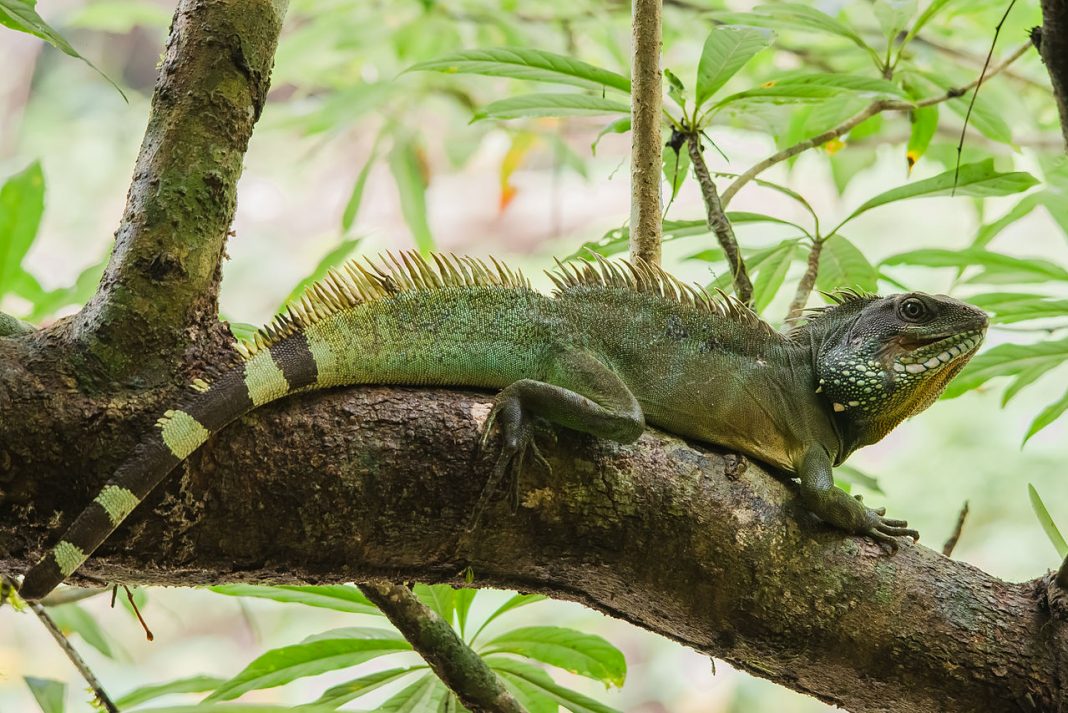 Specii de șopârle - Dragonul thailandez de apă (Physignatus cocincinus)