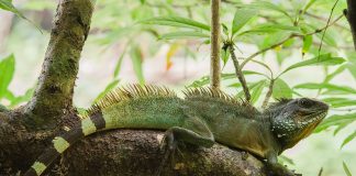 Specii de șopârle - Dragonul thailandez de apă (Physignatus cocincinus)