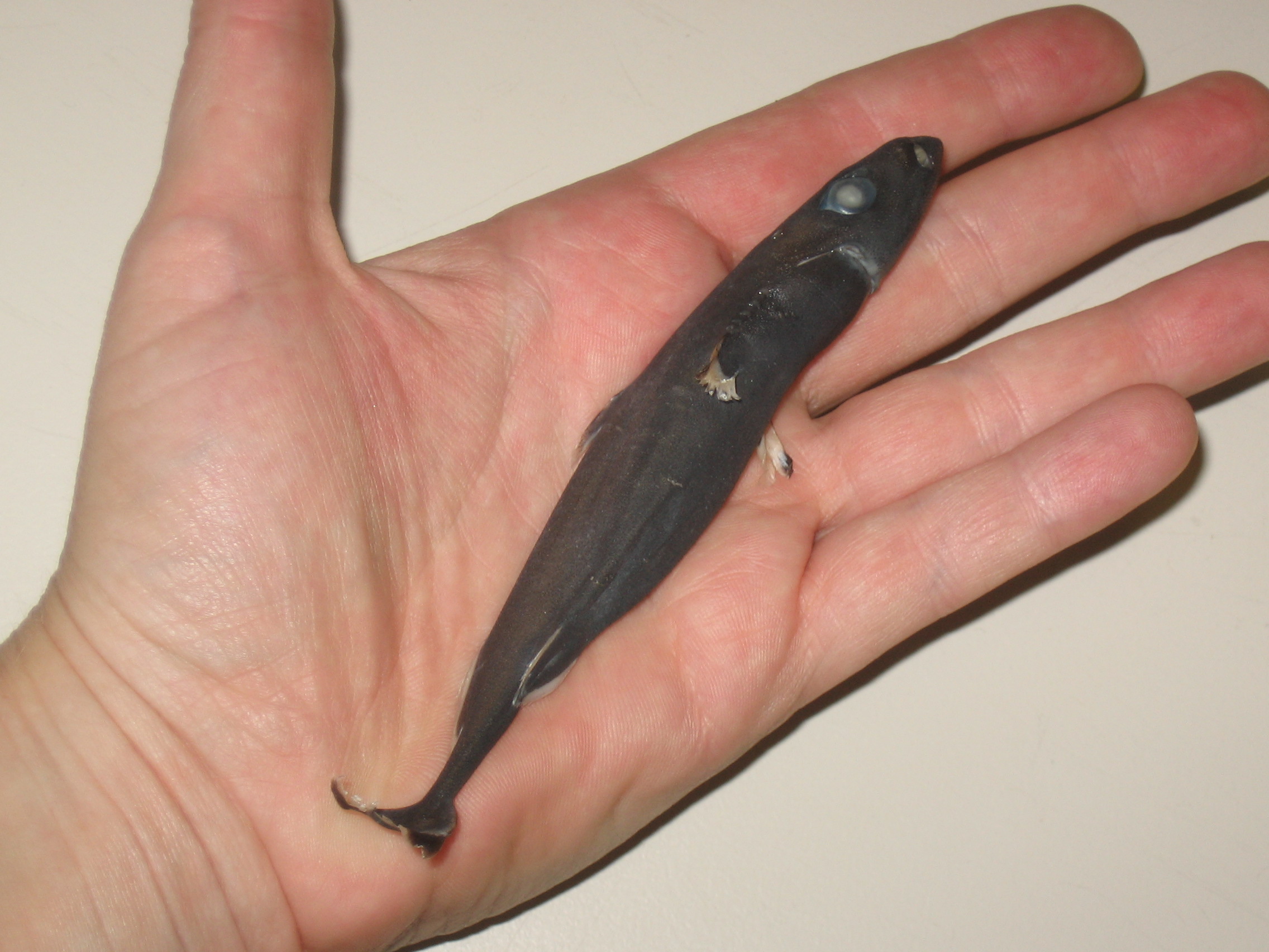 Squaliolus laticaudus, Foto: shark-references.com