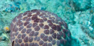 Stele de mare - Clasa Asteroidea, nevertebrate marine de pradă