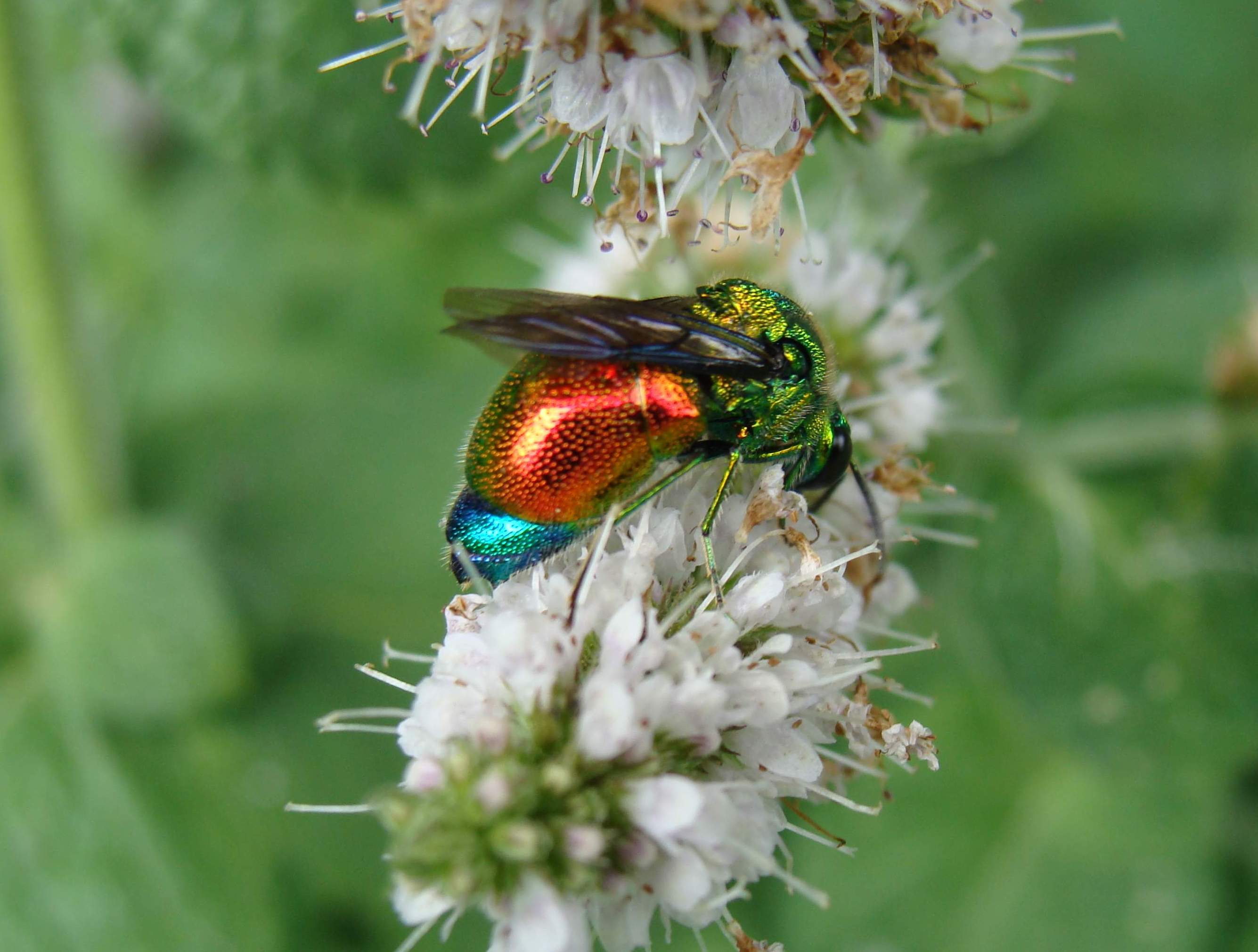 Stilbum cyanurum, Foto: naturamediterraneo.com