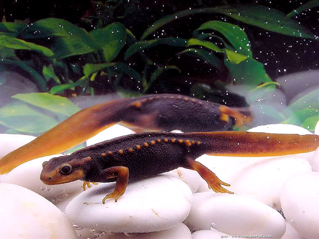 Tylototriton verrucosus, Foto: aquaportail.com