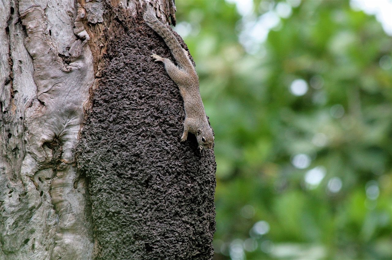 Veverița solară din Gambia (Heliosciurus gambianus) mănâncă ouă de păsări