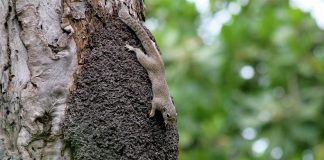 Veverița solară din Gambia (Heliosciurus gambianus) mănâncă ouă de păsări