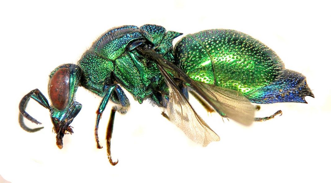 Viespi-giuvaier, au un mod viclean de a prinde insecte Viespi-giuvaier, au un mod viclean de a prinde insecte