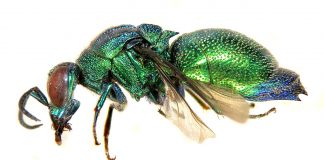 Viespi-giuvaier, au un mod viclean de a prinde insecte