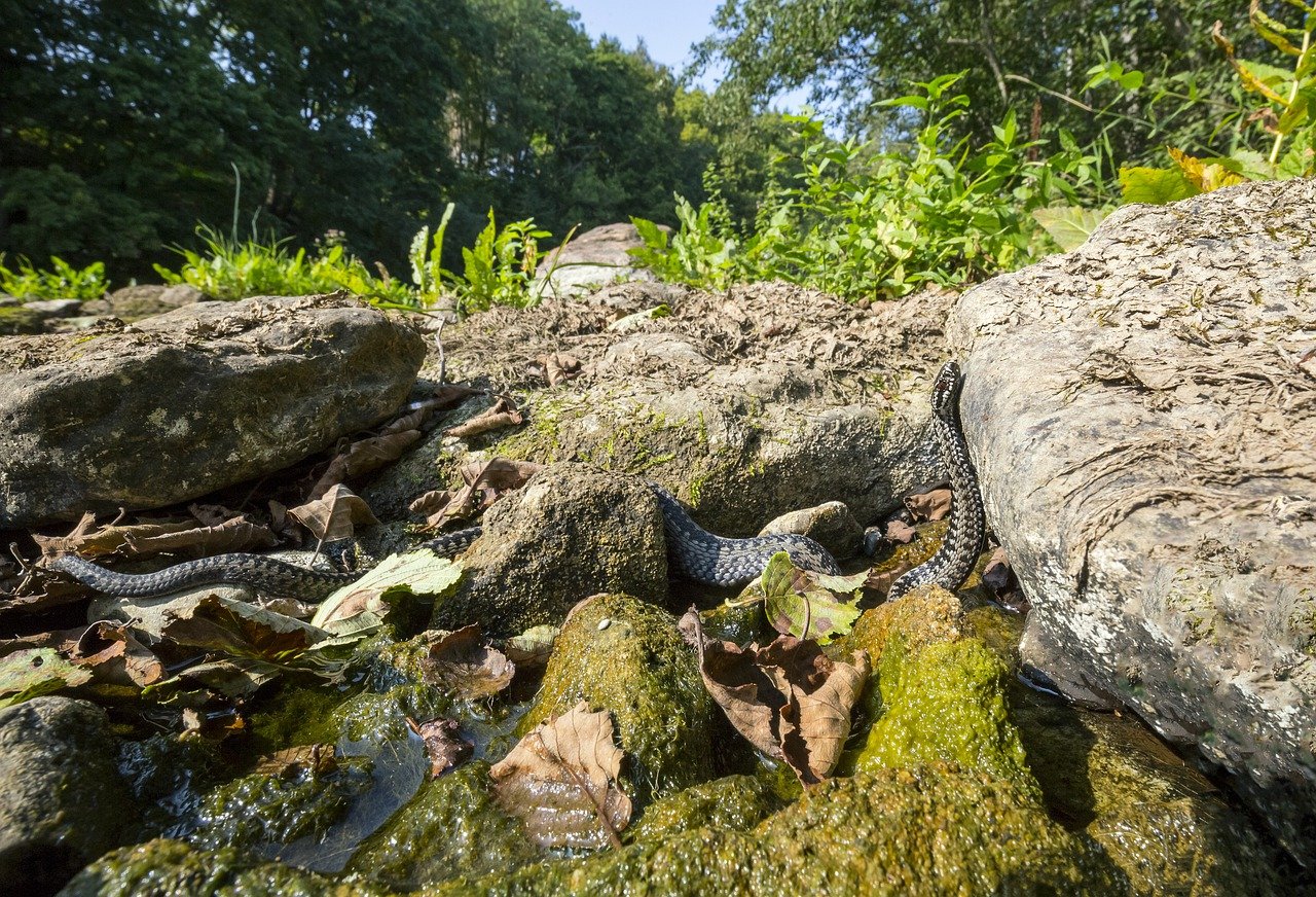 Vipera neagră