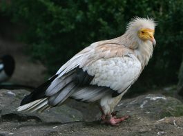 Vulturul alb (Neophron percnopterus), cel mai mic vultur din Lumea Veche