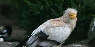 Vulturul alb (Neophron percnopterus), cel mai mic vultur din Lumea Veche