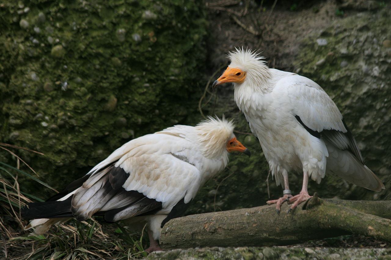 Vulturul alb