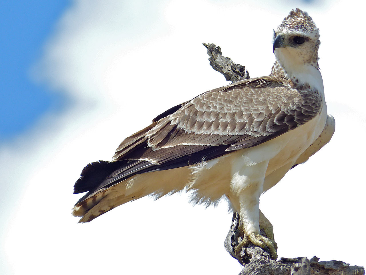 Vulturul marțial (Polemaetus bellicosus), cel mai mare vultur din Africa